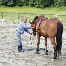 a woman training a horse in a sandy paddock